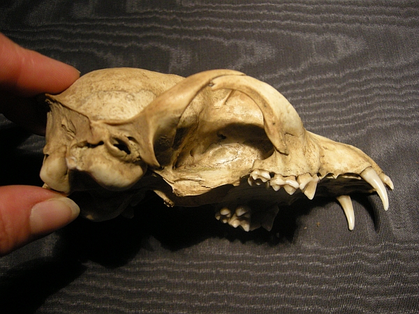Cranio: Volpe